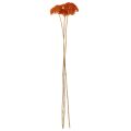 Achillea Orange szárított virágok, cickafark, 45-60cm, 1kg | Floristik24.hu