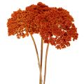 Achillea Orange szárított
