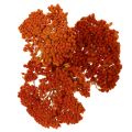 Achillea Orange szárított