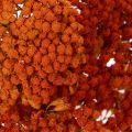 Achillea Orange szárított