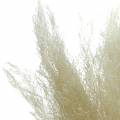 Floristik24 Száraz fű Agrostis fehérített 40g