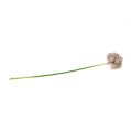 Floristik24 Allium világoslila L76cm