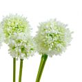 Floristik24 Allium 35cm fehér 6db