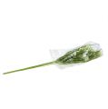 Floristik24 Allium krém fűvel 65cm 3db
