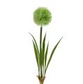 Floristik24 Allium zöld L37,5cm 4db