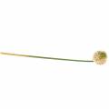 Floristik24 Díszhagyma Allium műrózsaszín / zöld Ø8cm 58cm