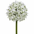Floristik24 Dekoratív virág Allium, műgömb póréhagyma, díszhagyma fehér Ø20cm L72cm