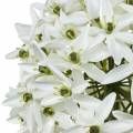 Floristik24 Dekoratív virág Allium, műgömb póréhagyma, díszhagyma fehér Ø20cm L72cm