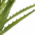 Floristik24 Aloe Vera mesterséges zöld 26cm