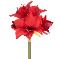 Floristik24 Művörös amarillisz virág szárral, karácsonyi virágdísz, 50cm