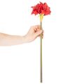Művörös amarillisz virág szárral, karácsonyi virágdísz, 50cm | Floristik24.hu