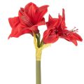 Művörös amarillisz virág szárral, karácsonyi virágdísz, 50cm | Floristik24.hu