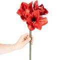 Művirág amarillisz, piros, hosszú szár, vázába és kompozícióba, 77 cm | Floristik24.hu