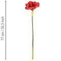 Művirág amarillisz, piros, hosszú szár, vázába és kompozícióba, 77 cm | Floristik24.hu