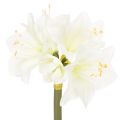 Floristik24 Művirág amarillisz, fehér, szárral, adventi és karácsonyi, 50cm