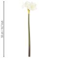 Művirág amarillisz, fehér, szárral, adventi és karácsonyi, 50cm | Floristik24.hu