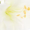Művirág amarillisz, fehér, szárral, adventi és karácsonyi, 50cm | Floristik24.hu