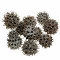 Floristik24 Sweetgum tobozok natúr mosott fehér 250g