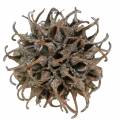 Sweetgum tobozok natúr mosott fehér 250g | Floristik24.hu