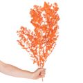 Szárított spárgavirág ág díszspárga festett 65cm 80g | Floristik24.hu