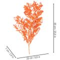 Szárított spárgavirág ág díszspárga festett 65cm 80g | Floristik24.hu