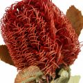 Floristik24 Banksia Baxteri Exotic Banksia szárított virágok piros 10db