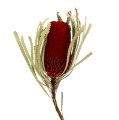 Floristik24 Banksia Hookerana piros 7db