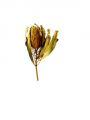 Floristik24 Banksia Hookerana sárga 7db