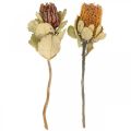 Floristik24 Banksia coccinea szárított virágok természet 10db