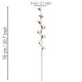Műpamut ág 8 igazi virággal, 78 cm | Floristik24.hu
