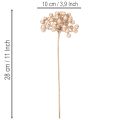 Műbogyó ág, pezsgőszínű dekoráció, 28cm, 3 darab | Floristik24.hu