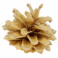 Floristik24 Hegyi fenyőtobozok Pinus mugo krém 2-5cm 1kg