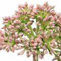 Floristik24 Allium műrózsaszín 55cm