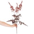 Művirág Astilbe hosszú szárú pompa 80cm | Floristik24.hu
