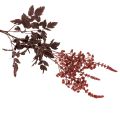 Művirág Astilbe hosszú szárú
