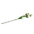 Floristik24 Virágág fehér L70cm