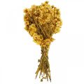 Floristik24 Mini szalmavirág sárga szárított virágcsokor száraz csokor H20cm 15g