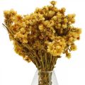 Floristik24 Mini szalmavirág sárga szárított virágcsokor száraz csokor H20cm 15g