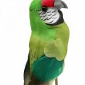 Floristik24 Virágdugó madár, deco papagáj zöld 23×4,5×5,5cm 6db