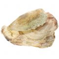 Floristik24 Capiz kagyló natúr 10cm – 14cm 1kg