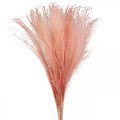 Floristik24 Kínai nád világos rózsaszín száraz fű Miscanthus H75cm 10db