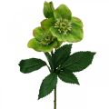 Floristik24 Karácsonyi rózsa Nagyböjti rózsa Hellebore művirág zöld L34cm 4db