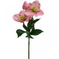 Floristik24 Karácsonyi rózsa, nagyböjti rózsa, hunyor, műnövények rózsaszín L34cm 4db