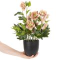 Művirág cserepes hunyor, karácsonyi rózsa, lakberendezési tárgy, 50cm | Floristik24.hu