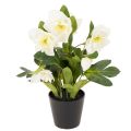 Floristik24 Műrózsa, cserepes virág, asztaldísz, 34cm