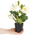 Műrózsa, cserepes virág, asztaldísz, 34cm | Floristik24.hu