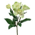 Floristik24 Karácsonyi rózsabokor krém, zöld 28cm