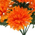 Floristik24 Krizantém narancs 7 virággal