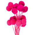 Floristik24 Craspedia szárított virágcsokor virágkötészethez, 55cm, 20 darab