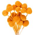 Floristik24 Craspedia szárazvirág csokor 55cm 20db